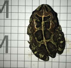Sclerophrys pantherina