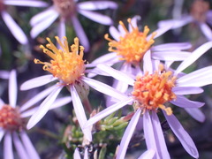 Felicia filifolia