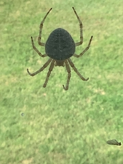 Araneus cavaticus