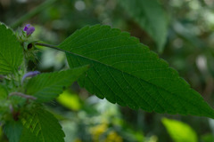 Galeopsis
