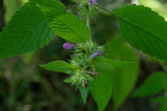 Galeopsis