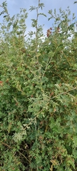 Rosa beggeriana