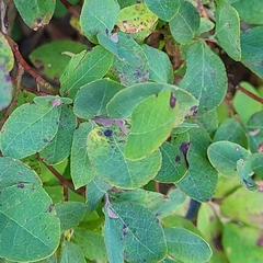 Vaccinium uliginosum