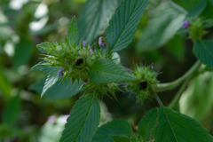 Galeopsis
