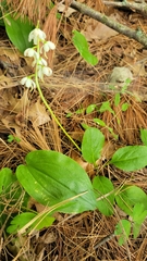 Pyrola elliptica