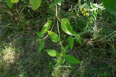 Galeopsis
