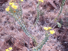 Euryops lateriflorus