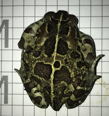 Sclerophrys pantherina