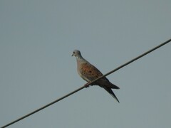 Streptopelia turtur