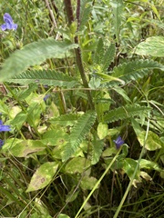 Pedicularis lanceolata