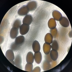 Delitschia chodocola