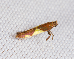 Caloptilia bimaculatella