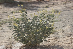 Senna italica