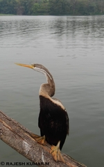 Anhinga melanogaster