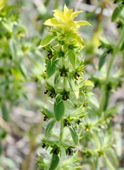 Sideritis montana