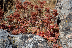 Sedum obtusatum