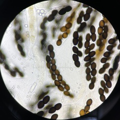 Delitschia chodocola