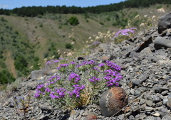 Dianthus pseudarmeria