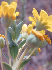 Euryops lateriflorus
