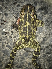 Sclerophrys pantherina