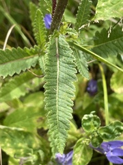 Pedicularis lanceolata