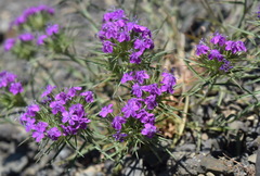 Dianthus pseudarmeria