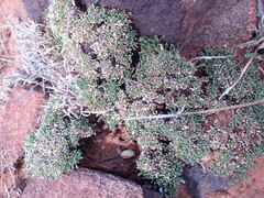 Aptosimum procumbens