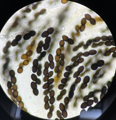 Delitschia chodocola