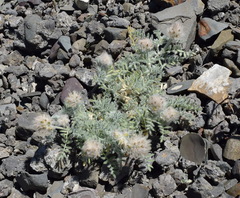 Astragalus setosulus