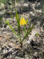 Fritillaria pudica