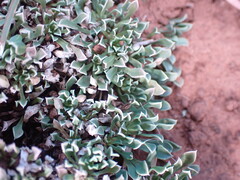 Aptosimum procumbens