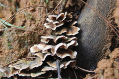 Chondrostereum purpureum