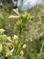 Pedicularis lanceolata