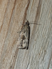 Endothenia quadrimaculana