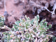 Aptosimum procumbens
