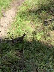 Dendragapus obscurus