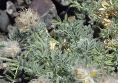 Astragalus setosulus