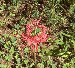 Lycoris radiata