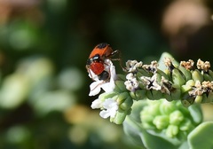 Collops quadrimaculatus