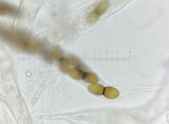 Delitschia chodocola