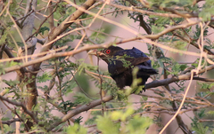 Eudynamys scolopaceus