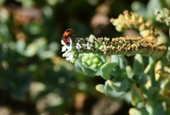 Collops quadrimaculatus