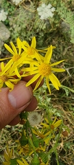 Senecio