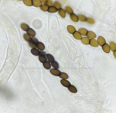 Delitschia chodocola