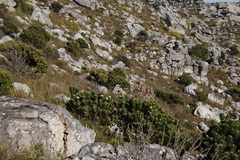 Mimetes fimbriifolius