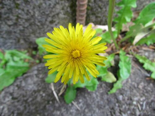 Taraxacum image