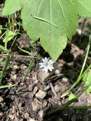 Pseudostellaria jamesiana