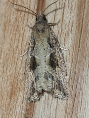 Endothenia quadrimaculana