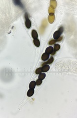 Delitschia chodocola