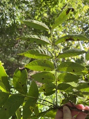 Juglans nigra